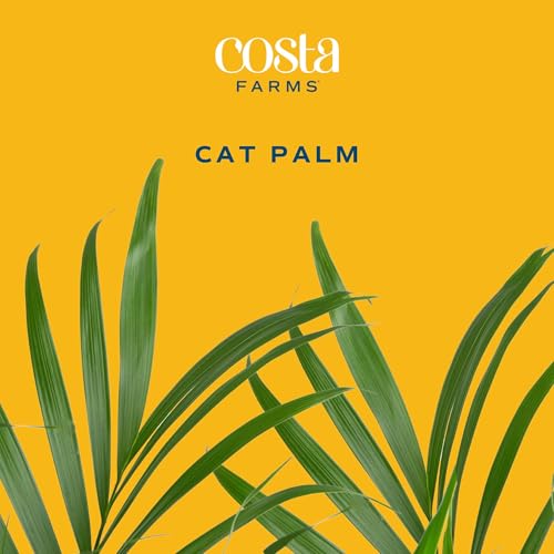 Brivone Cat Palm
