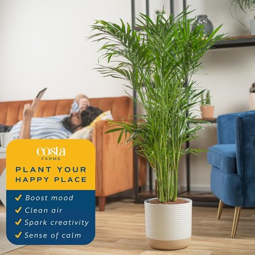 Brivone Cat Palm