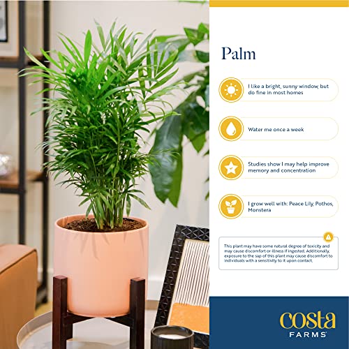 Brivone Cat Palm