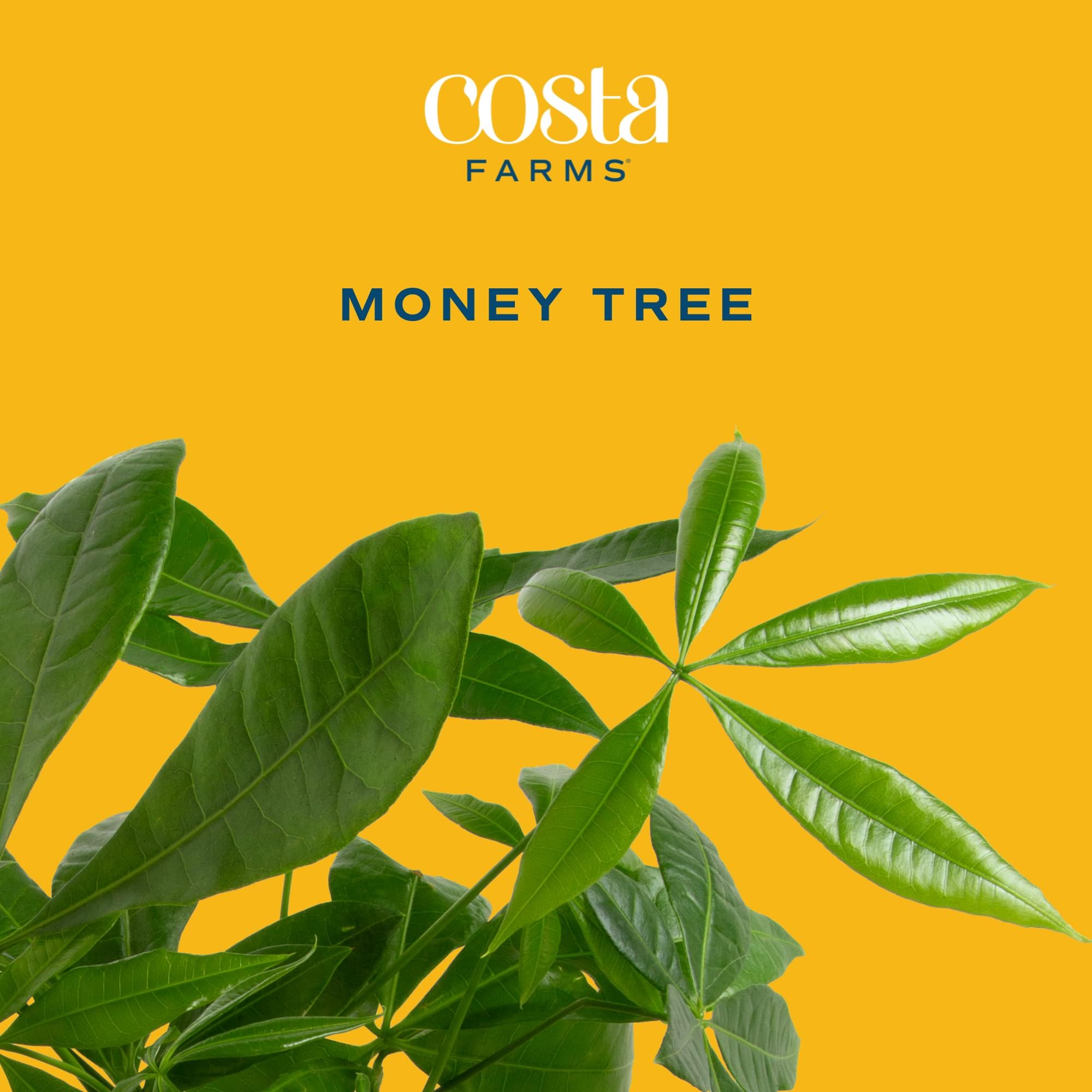 Brivone Money Tree Live Plant