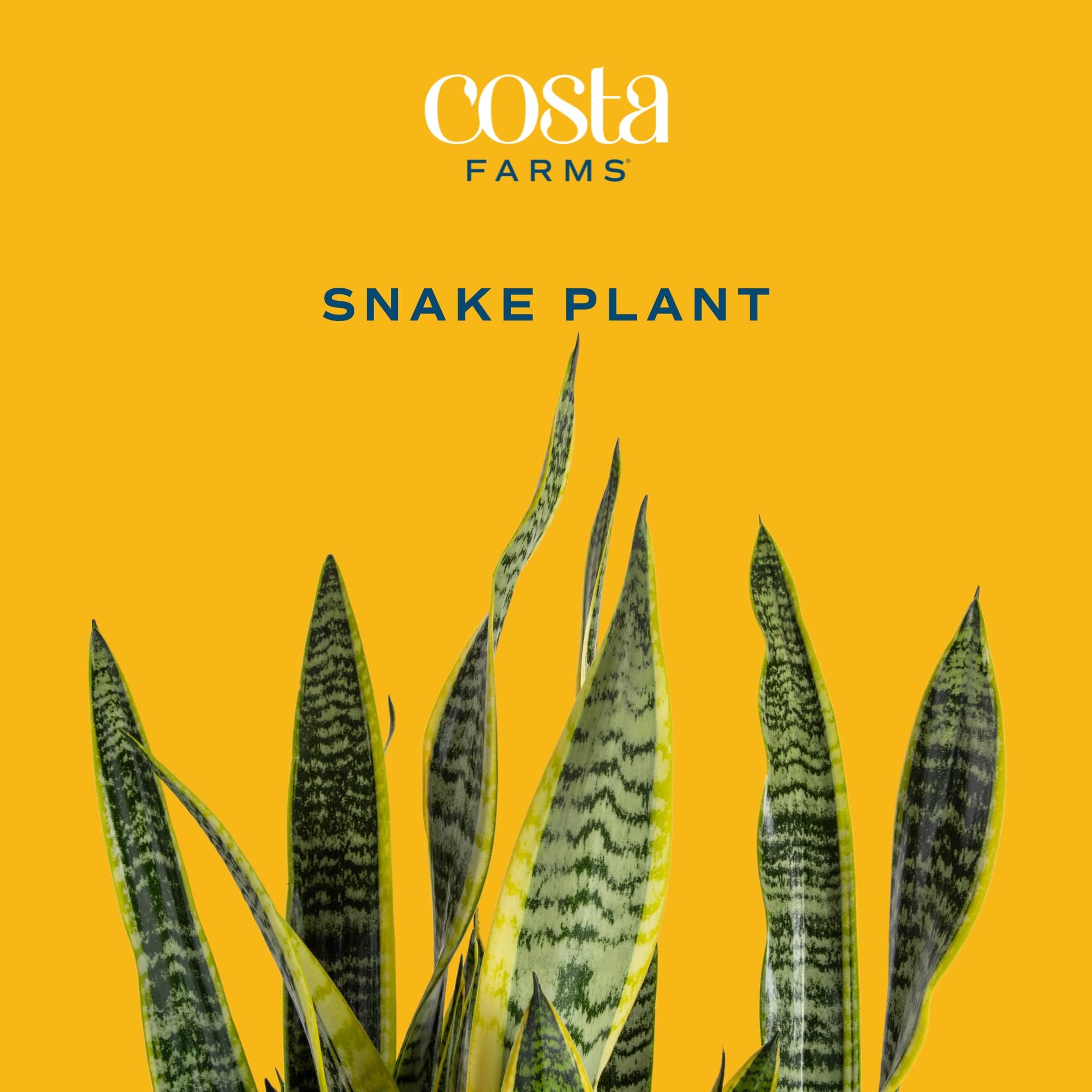 Brivone Premium Live Indoor Snake Sansevieria Floor Plant