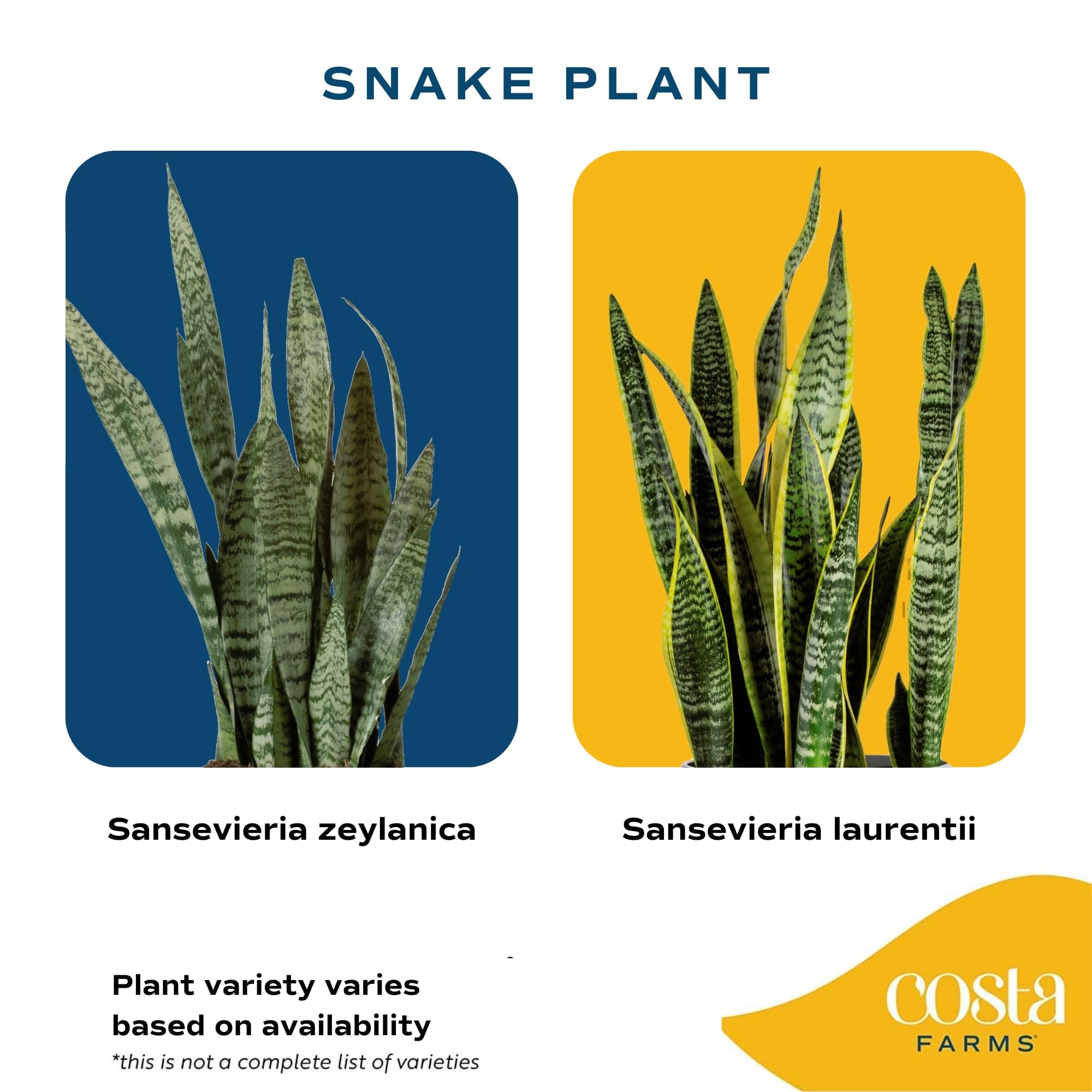 Brivone Premium Live Indoor Snake Sansevieria Floor Plant