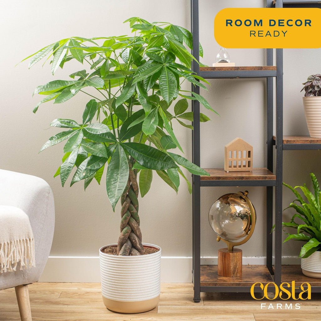 Brivone Money Tree Live Plant