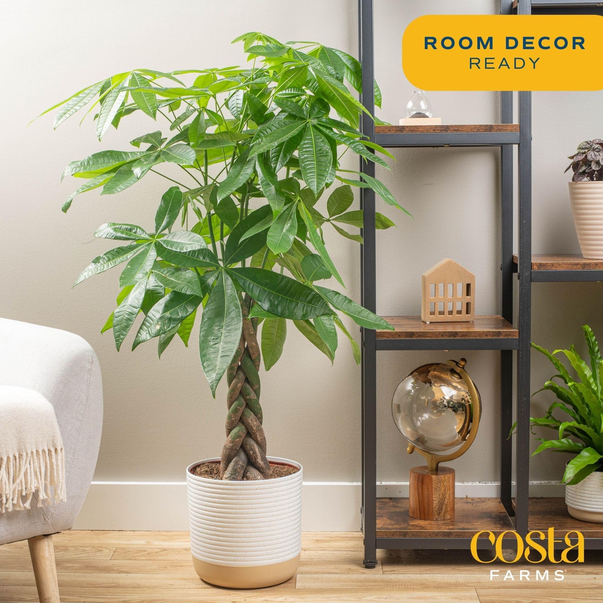 Brivone Money Tree Live Plant