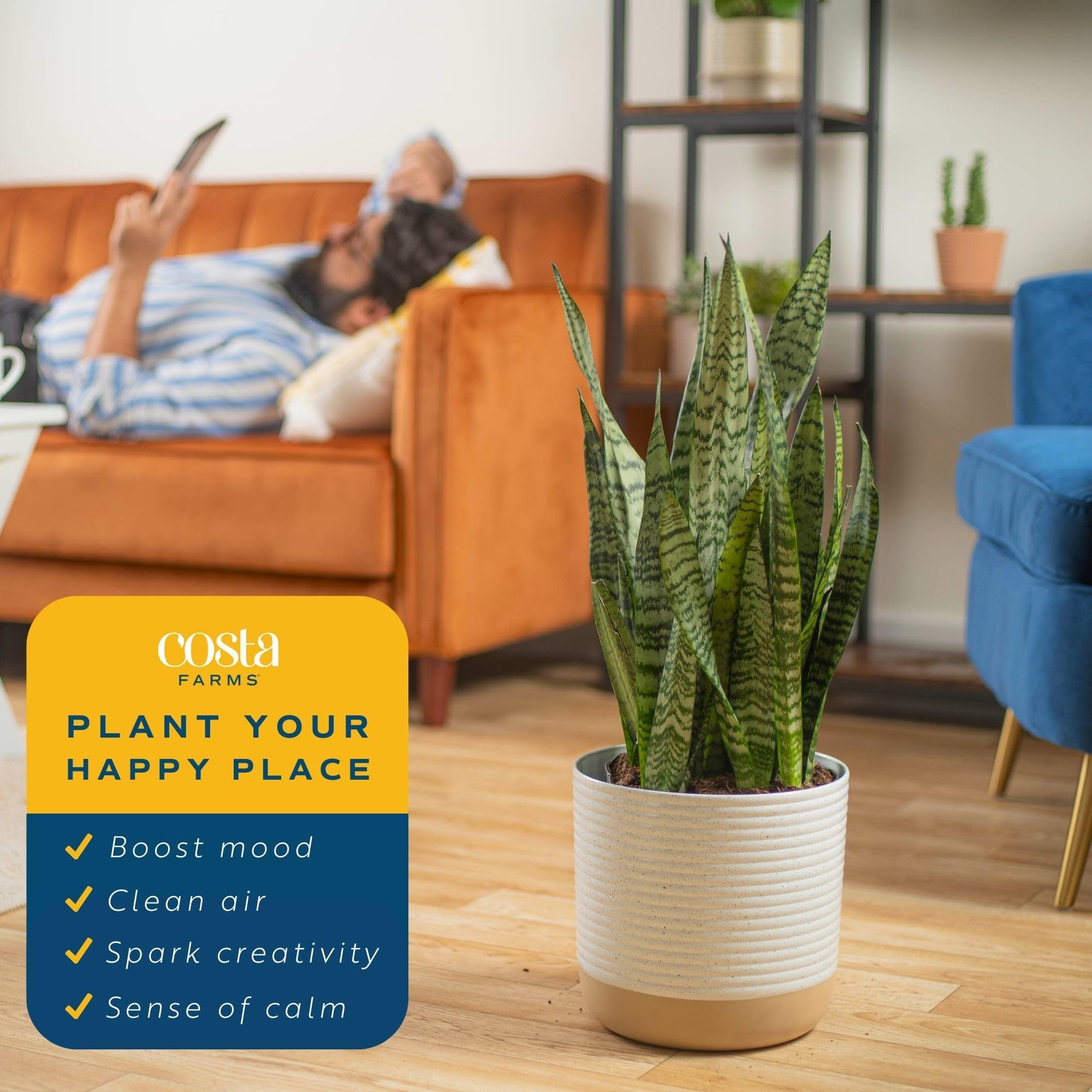 Brivone Premium Live Indoor Snake Sansevieria Floor Plant
