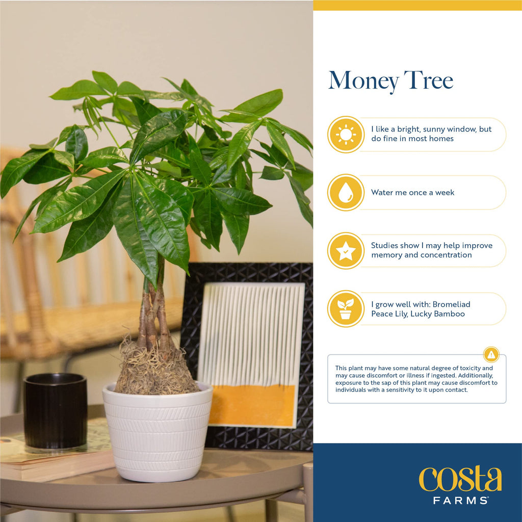 Brivone Money Tree Live Plant