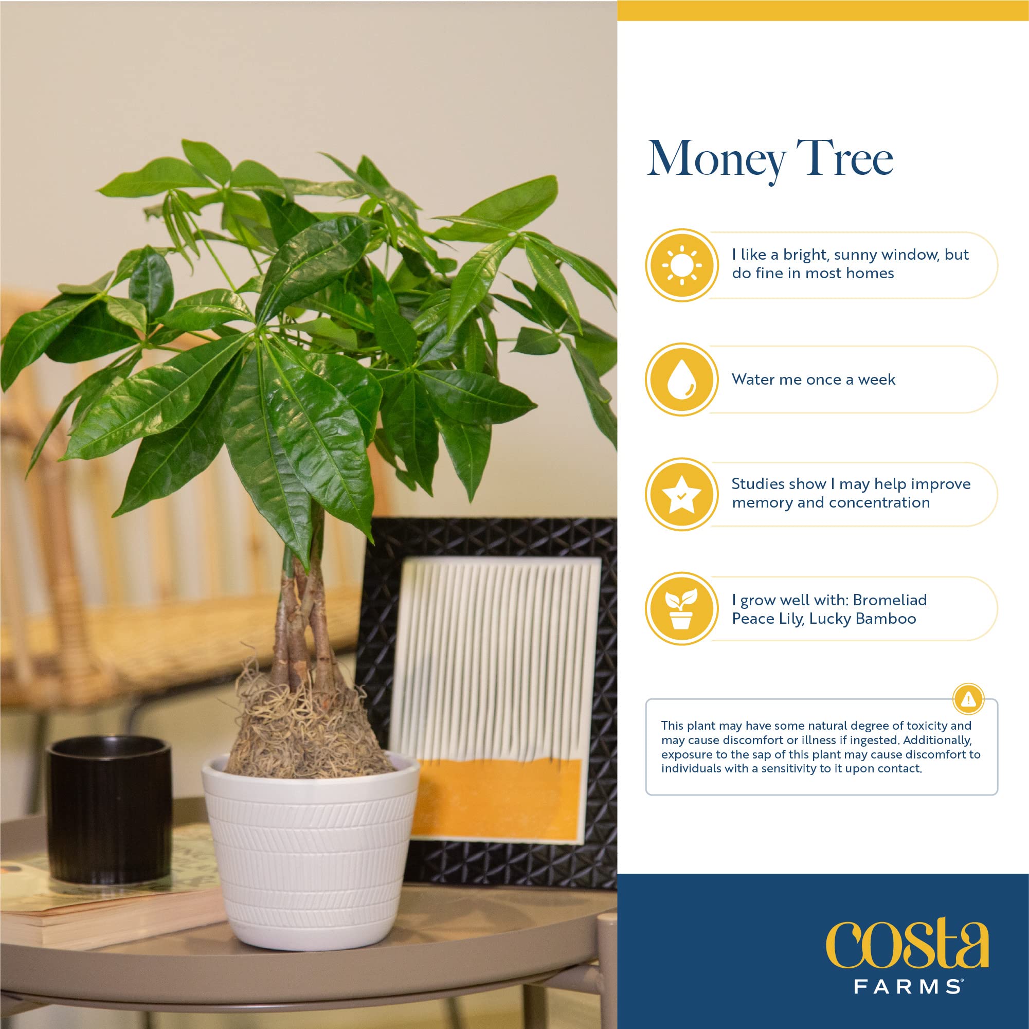 Brivone Money Tree Live Plant